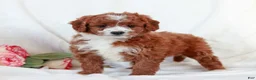 Cavapoo dogs for sale: Lucy  - Ad 2