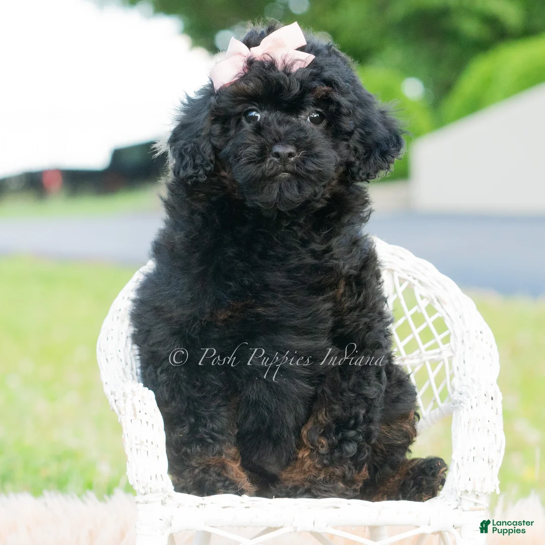 Toy Poodle dogs for sale: Hazel - Ad 5