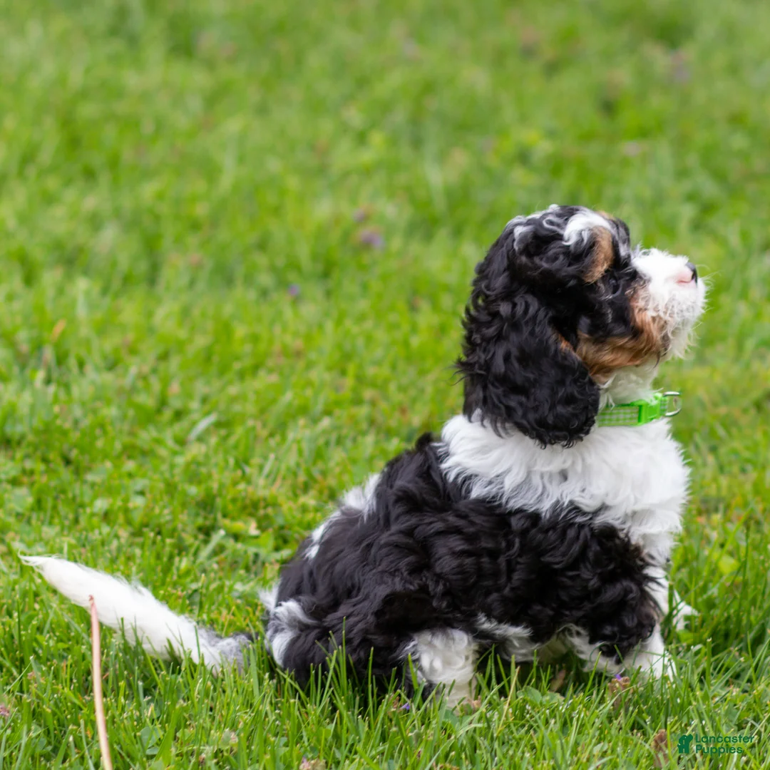 Cavapoo dogs for sale: Crusher Cavapoo Puppy  - Ad 2