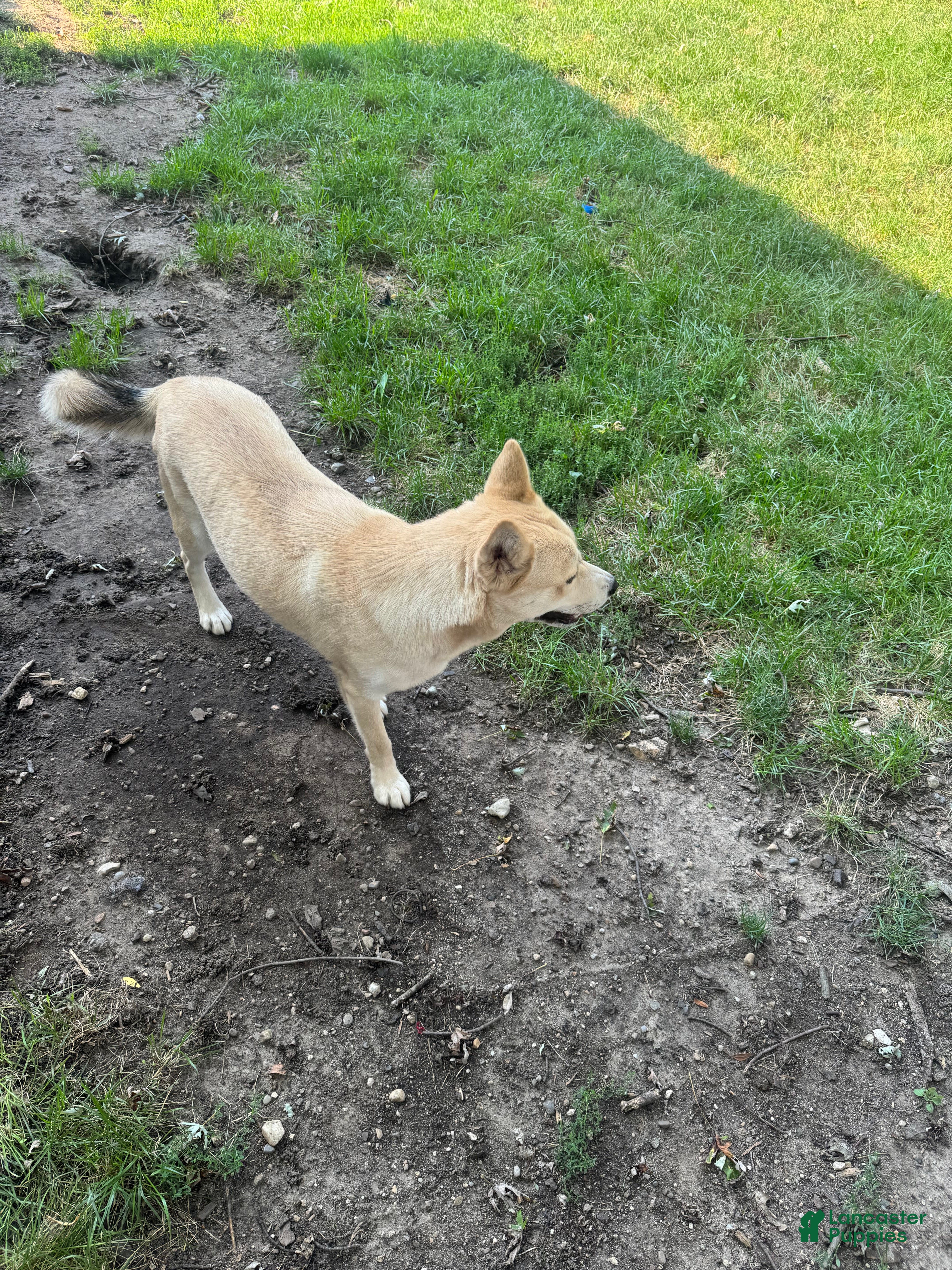 Mixed Breed dogs Princess - Ad 2