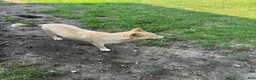 Mixed Breed dogs for sale: Princess - Ad 1