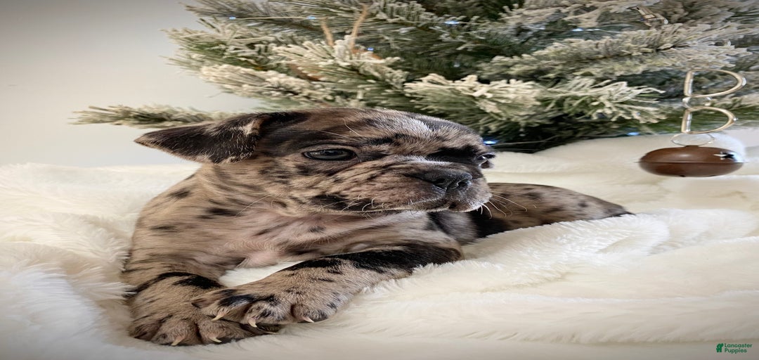 Gallery Image {{count}}