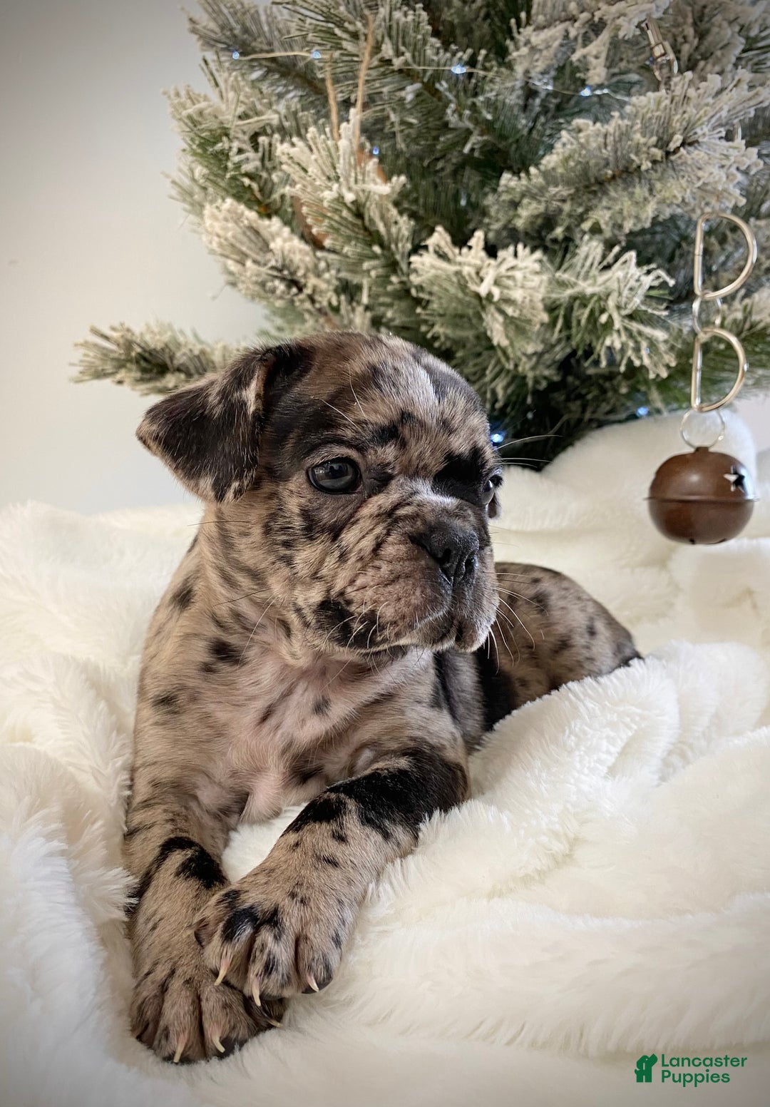 Gallery Image {{count}}