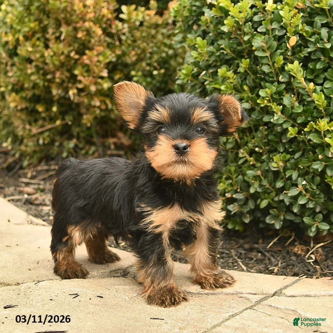 Yorkshire Terrier dogs for sale: Jayce  - Ad 1