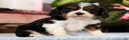 Cavalier King Charles Spaniel dogs for sale: Paula - Ad 3