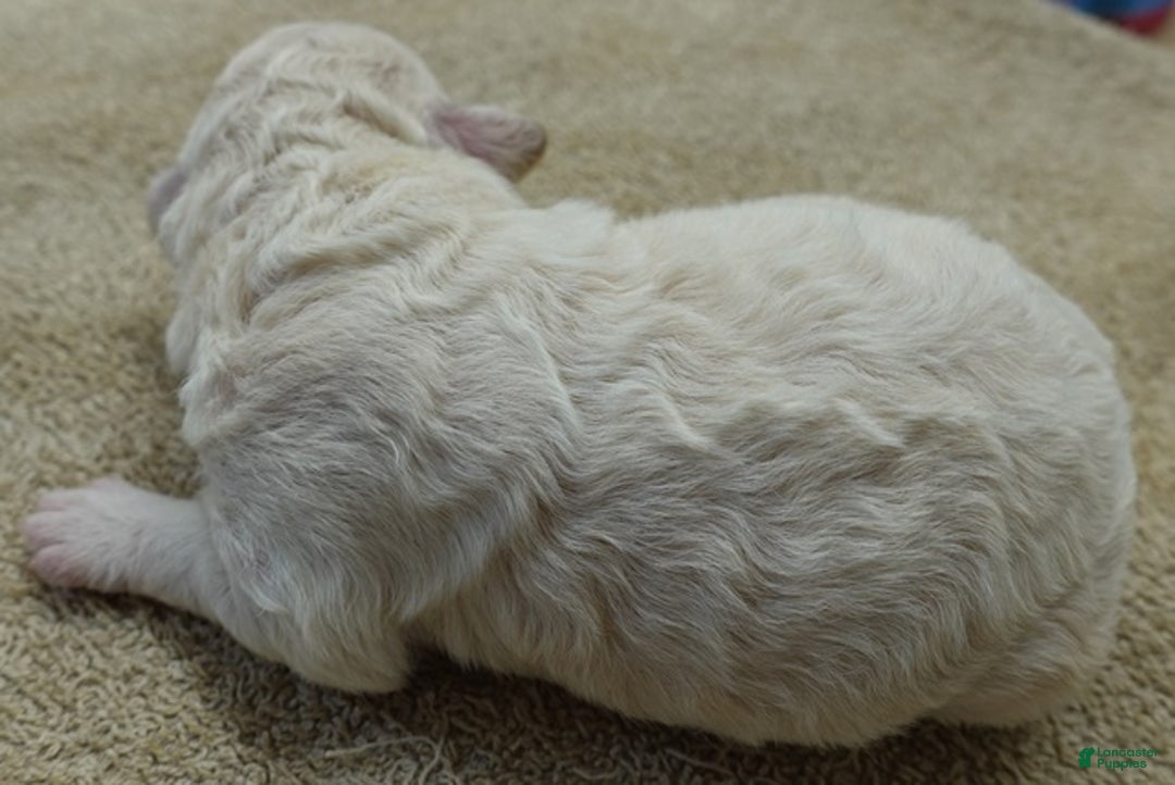 Toy Poodle dogs for sale: Zilla - Ad 5