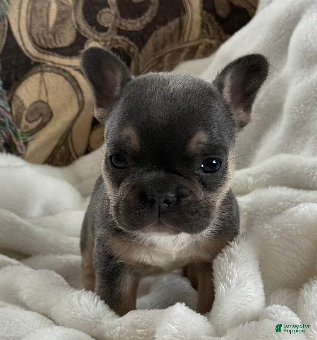 French Bulldog dogs for sale: Wyatt - Ad 8