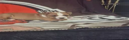 American Pit Bull Terrier dogs for sale: American Pit Bull Terrier 2 - Ad 3