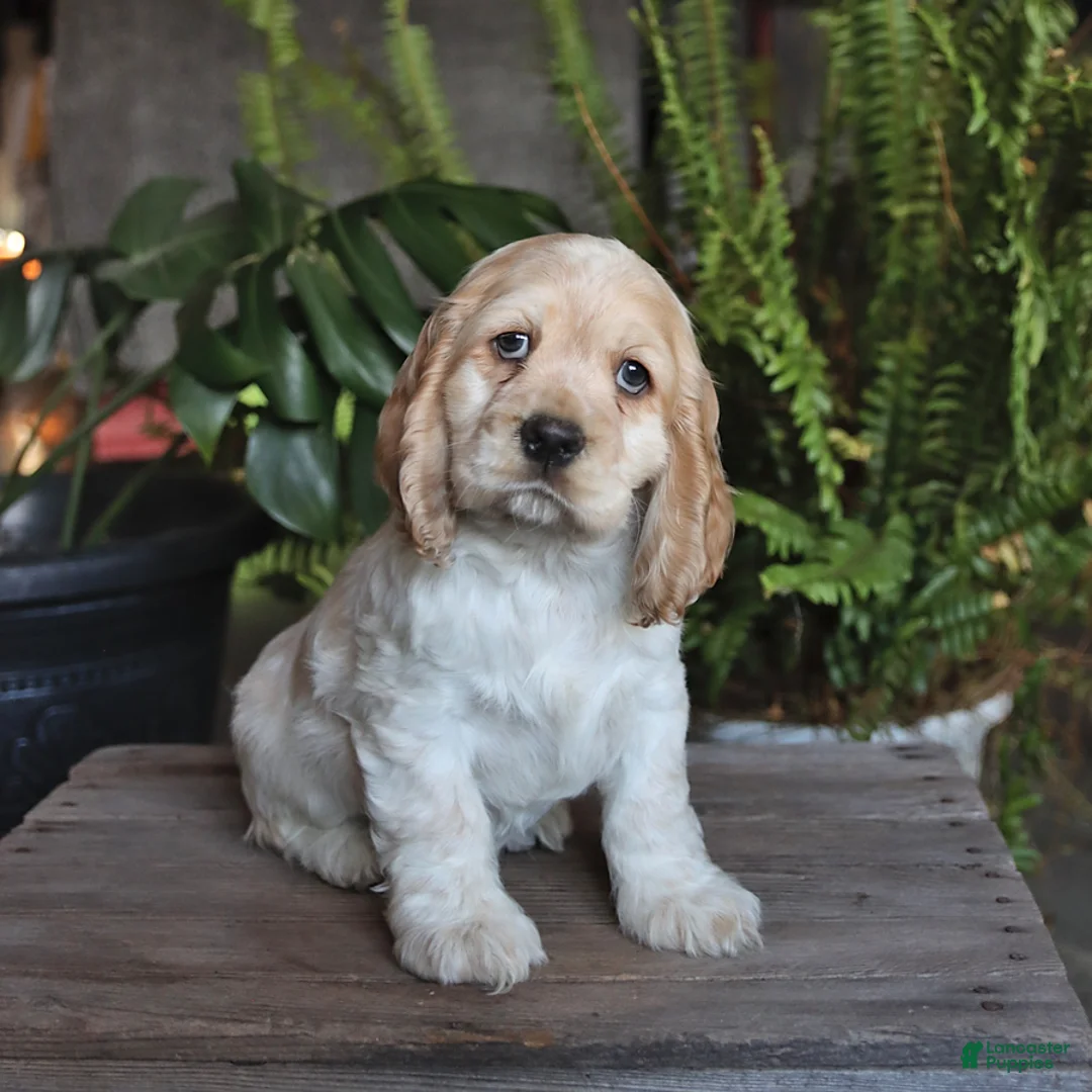 English Cocker Spaniel dogs for sale: Popcorn - Ad 1