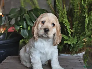 English Cocker Spaniel dogs for sale: Popcorn - Ad 2