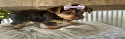 Yorkshire Terrier dogs for sale: Gabby - Ad 4