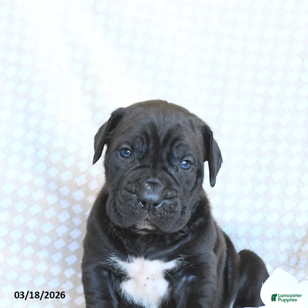 Cane Corso dogs for sale: Chase - Ad 5
