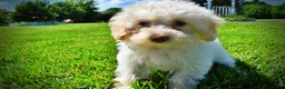 Havapoo dogs for sale: Gabby - Ad 9