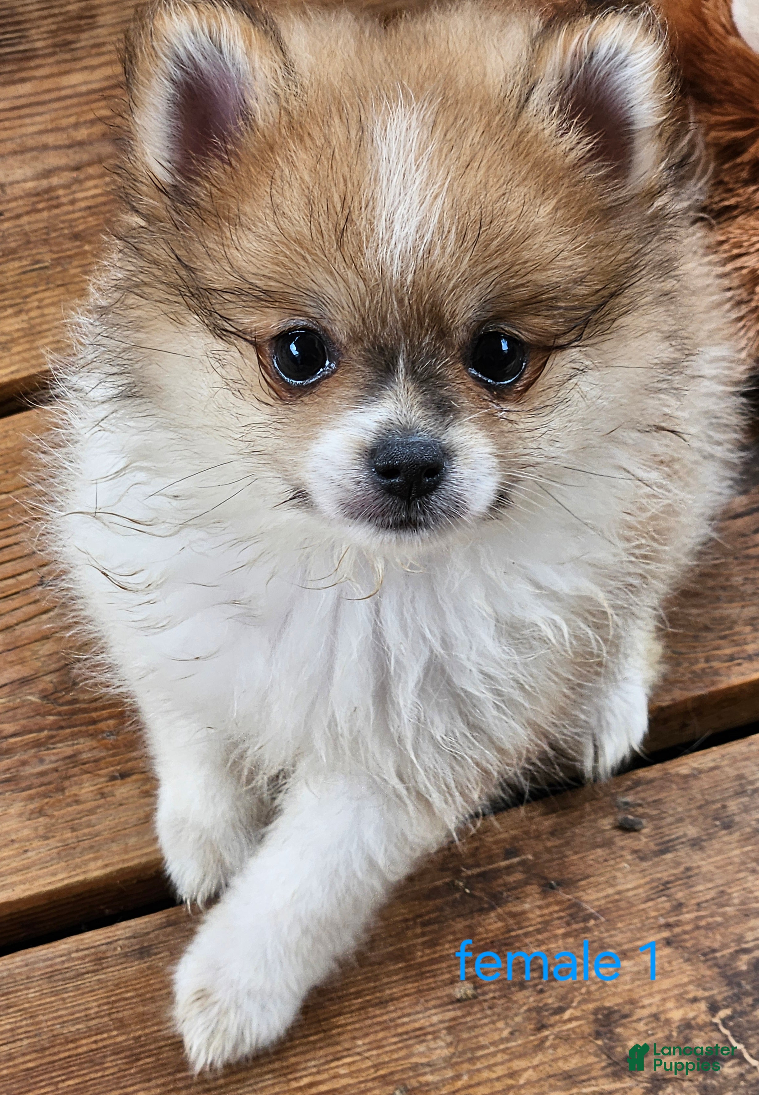 Pomeranian dogs Abigail  - Ad 2