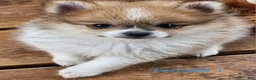 Pomeranian dogs for sale: Abigail  - Ad 2
