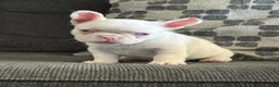 French Bulldog dogs for sale: Pinkey  - Ad 12