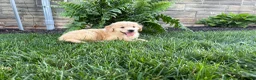 Golden Retriever dogs for sale: Bella - Ad 4
