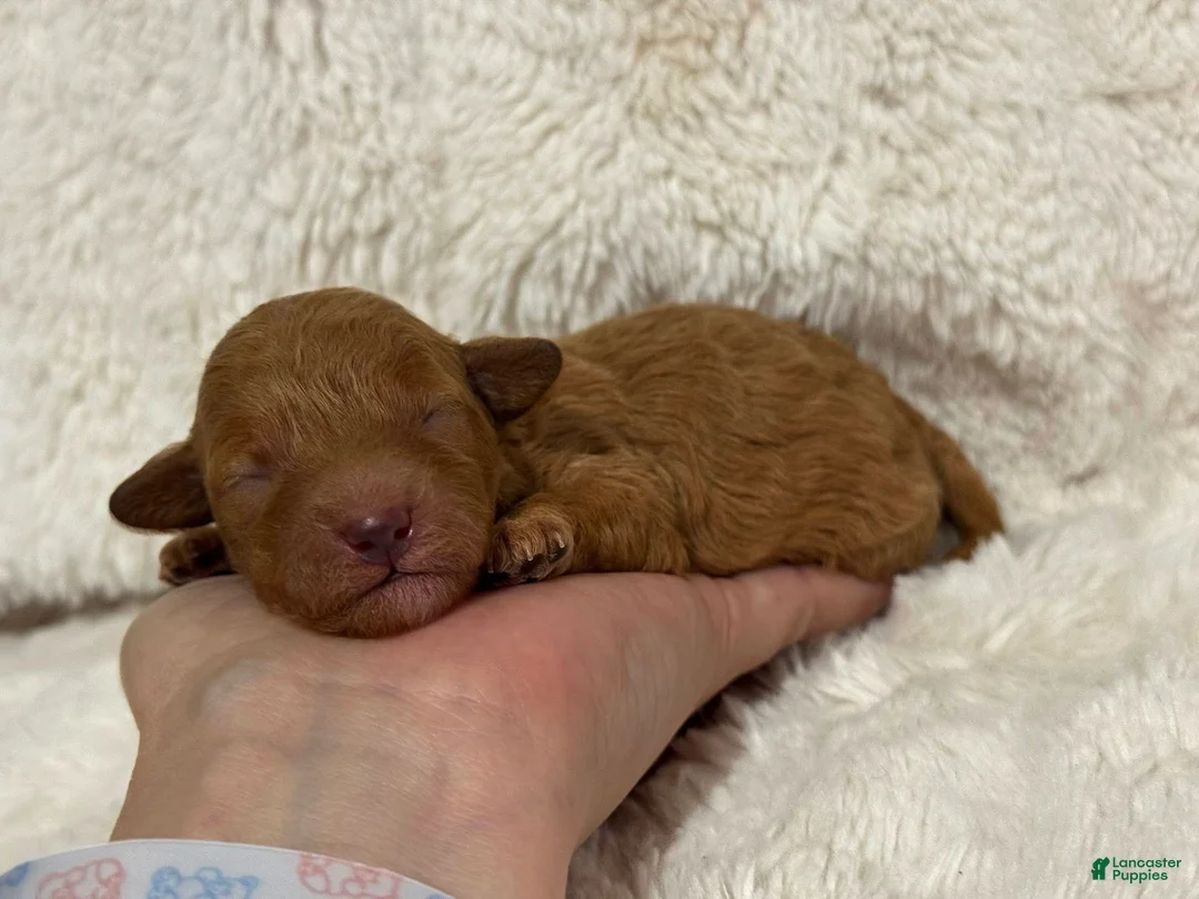 Toy Poodle dogs for sale: Peach - Ad 2