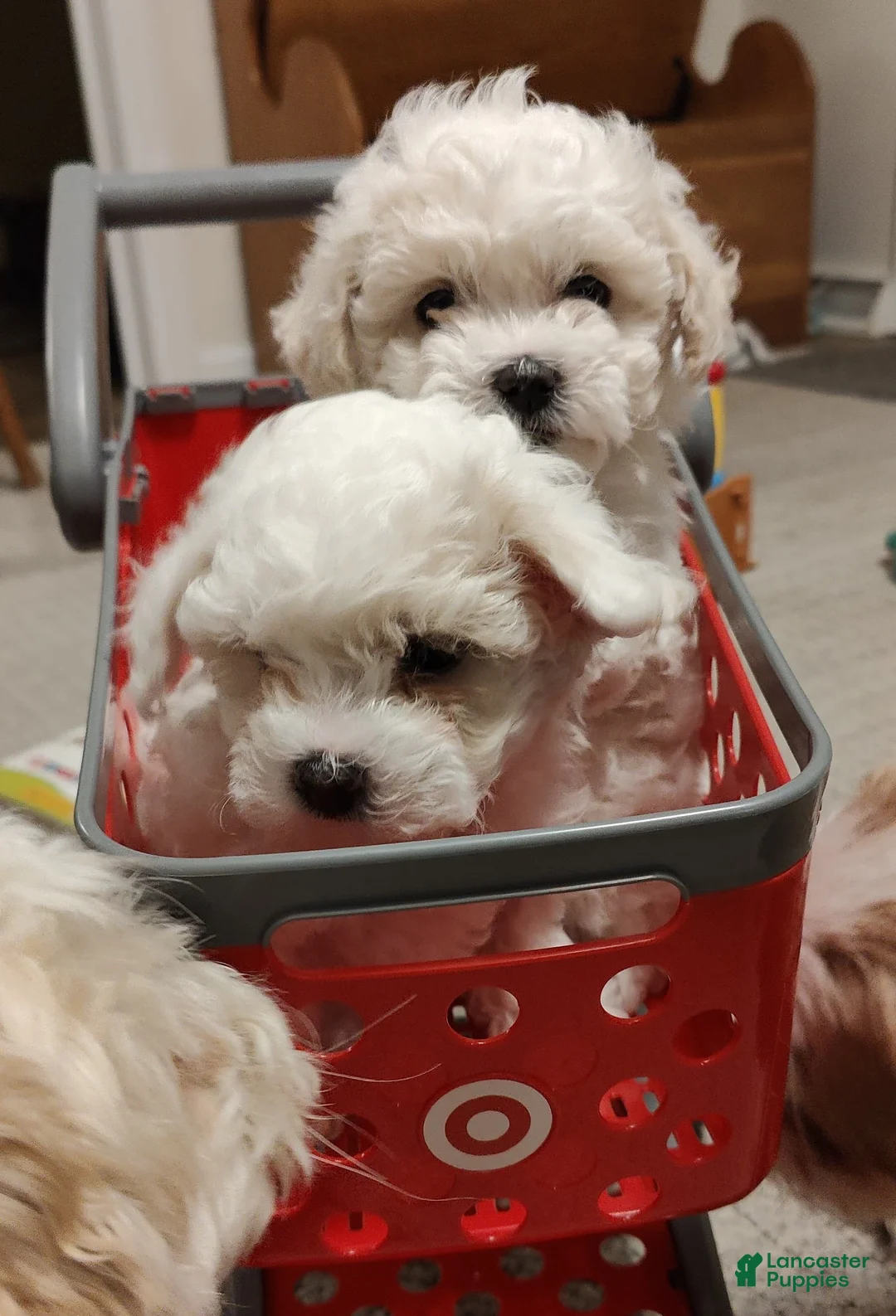 Mixed Breed dogs for sale: Sugarplum - Ad 5