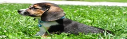 Beagle dogs for sale: Ved - Ad 4
