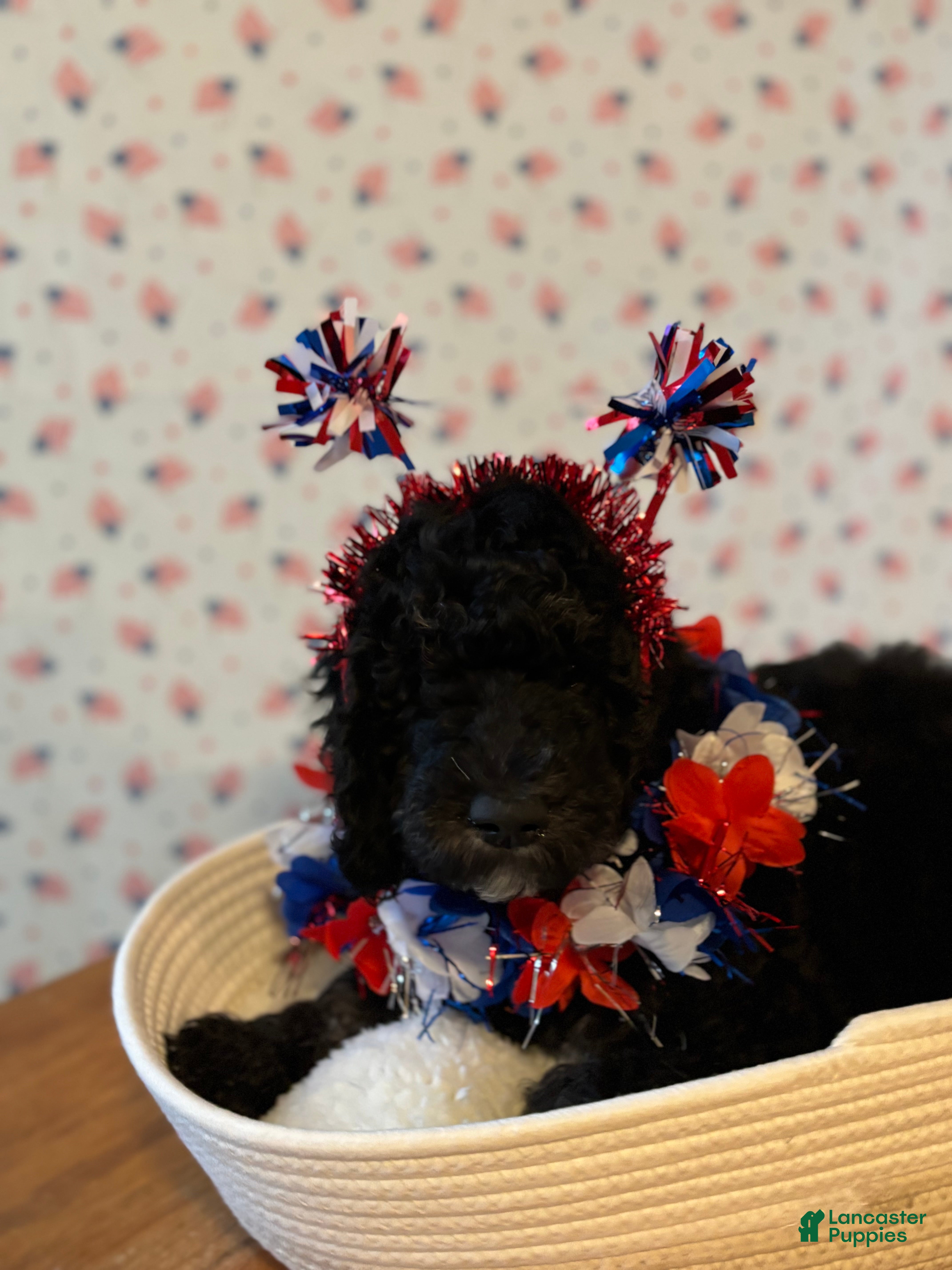 Bernedoodle dogs Milkshake - Ad 2