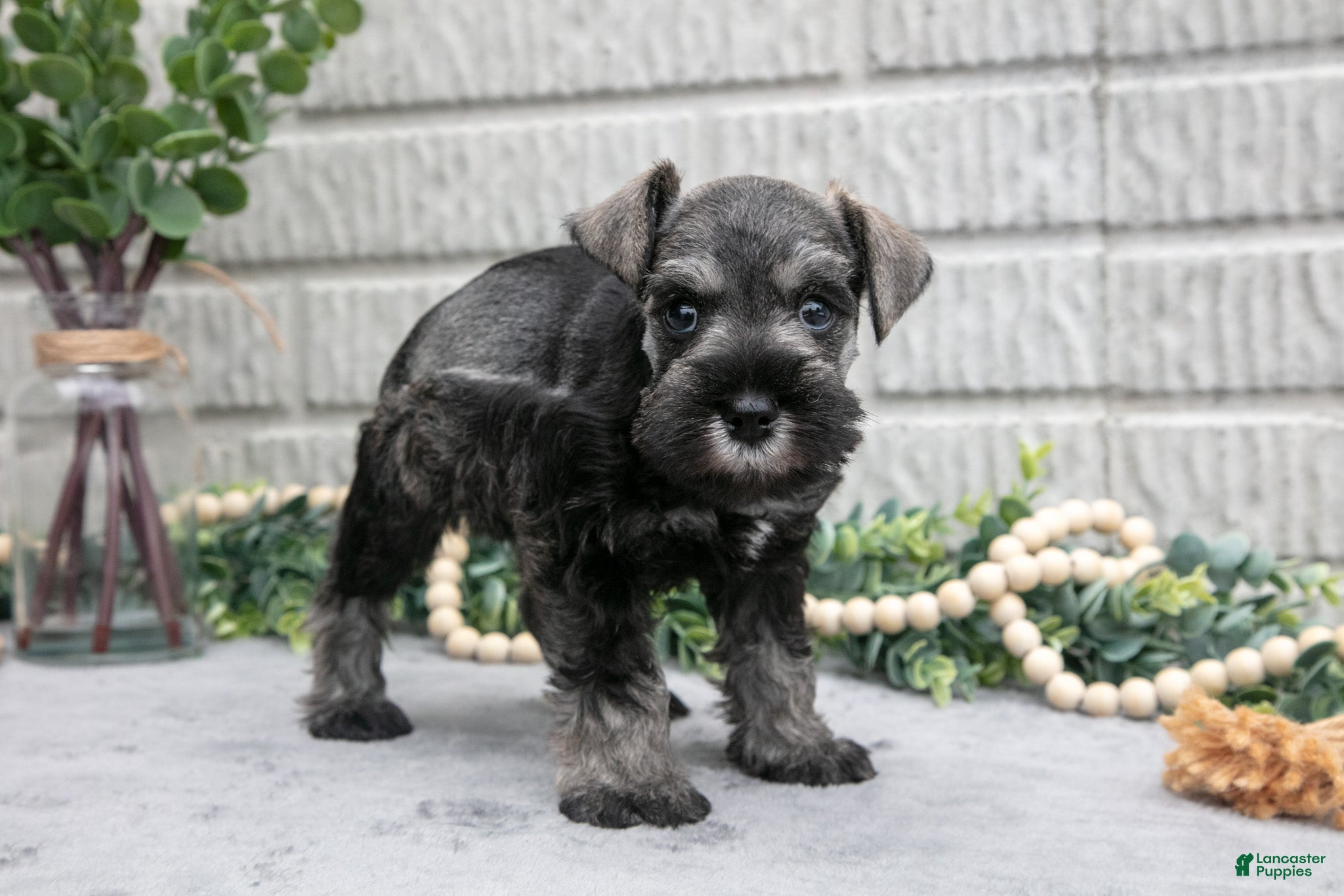Miniature Schnauzer dogs Maverick - Ad 2