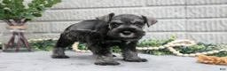 Miniature Schnauzer dogs for sale: Maverick - Ad 2