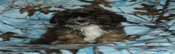 Mixed Breed dogs for sale: Uma - Ad 9