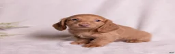 Miniature Dachshund dogs for sale: Peanut - Ad 14