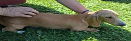 Miniature Dachshund dogs for sale: Elaine - Ad 7