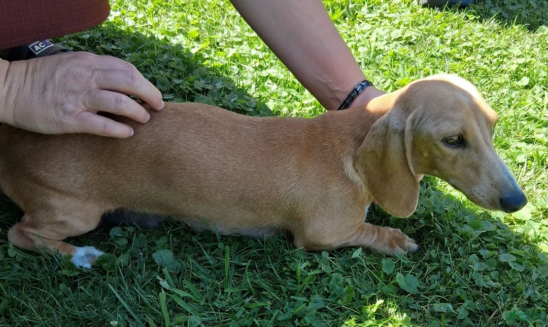 Miniature Dachshund dogs for sale: Elaine - Ad 7