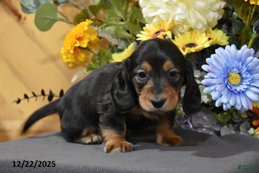 Miniature Dachshund dogs Abel - Ad 13