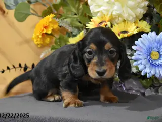 Miniature Dachshund dogs Abel - Ad 20