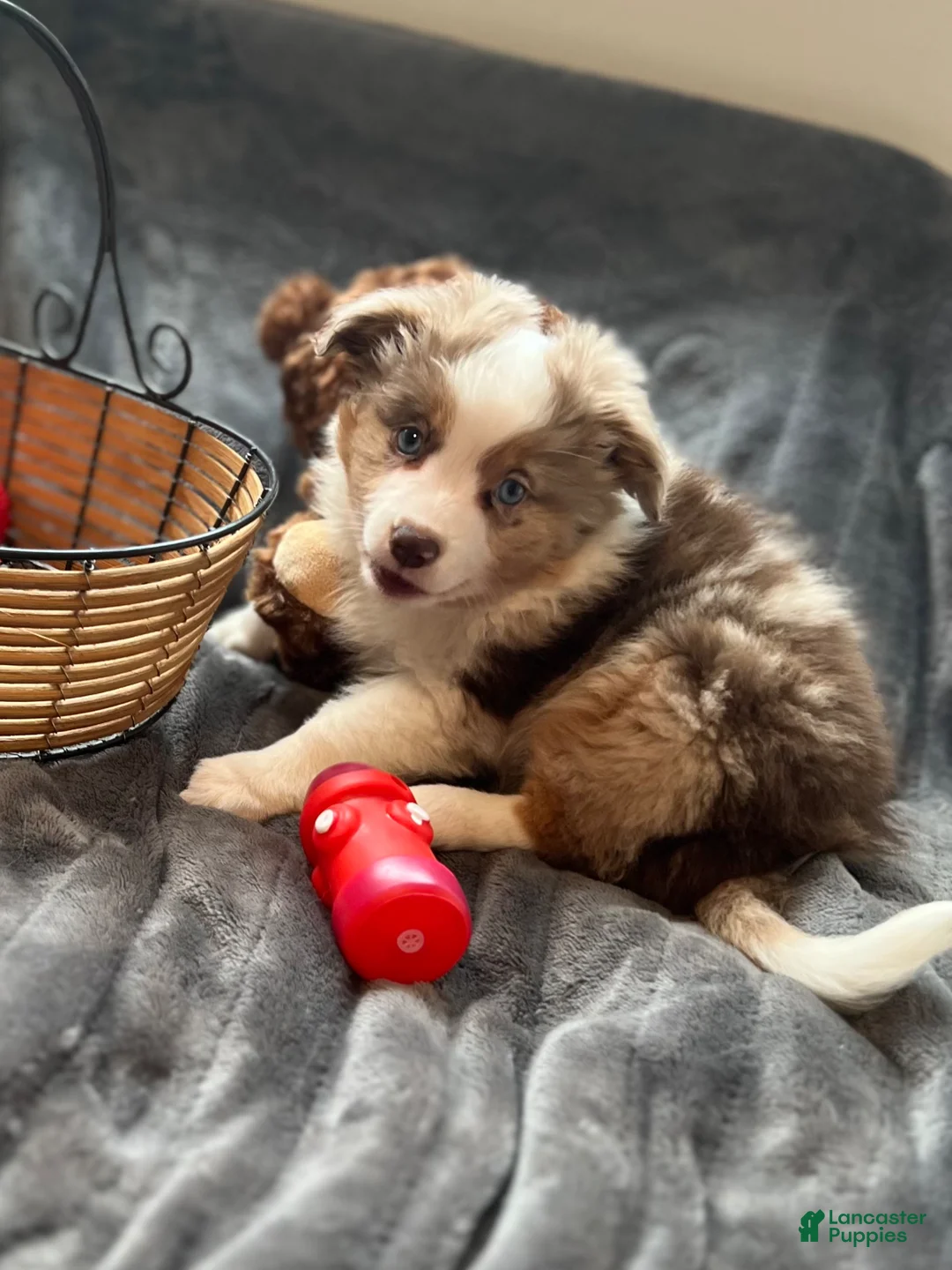 Toy Australian Shepherd dogs for sale: Toy Australian Shepherd Puppy 1 - Ad 2