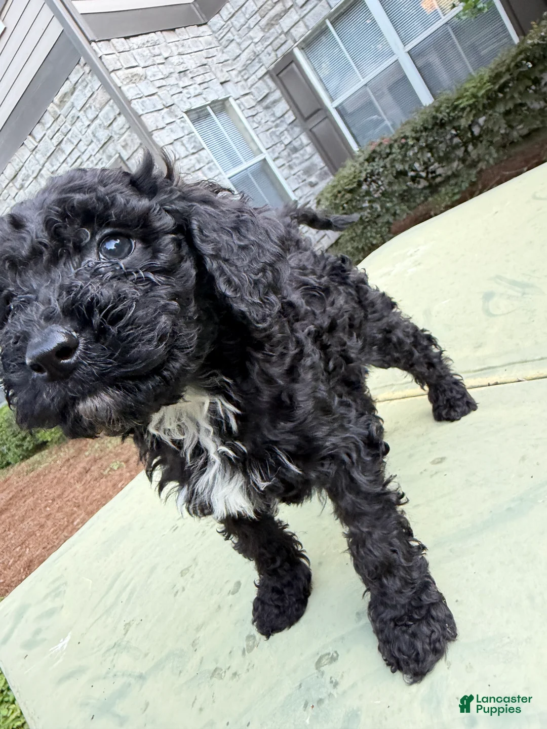 Cavapoo dogs for sale: Cavapoo Puppy 6 - Ad 2
