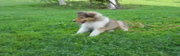 Collie dogs for sale: Bo-peep - Ad 3