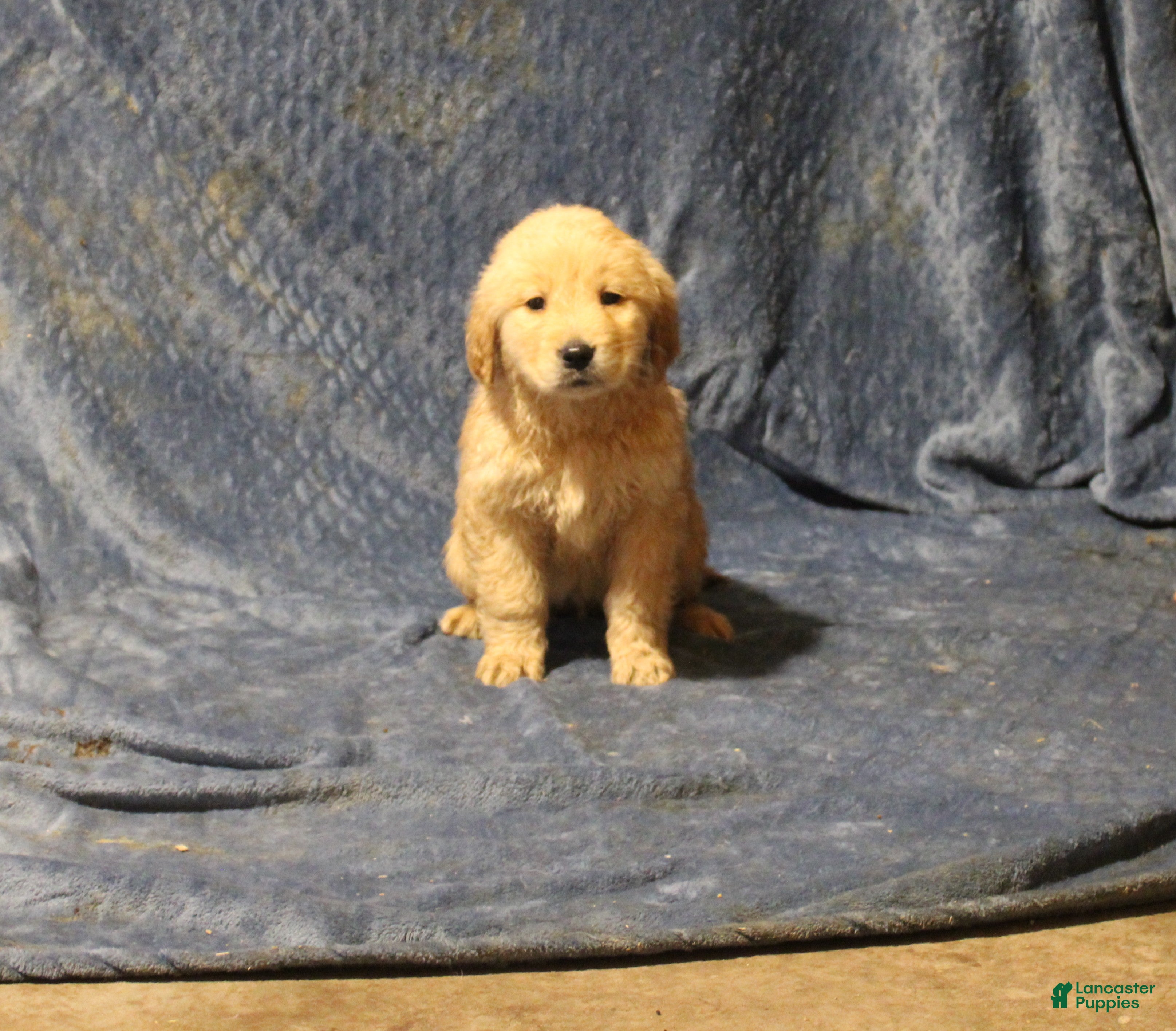 Golden Retriever dogs Chester - Ad 28