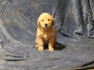 Golden Retriever dogs Chester - Ad 28