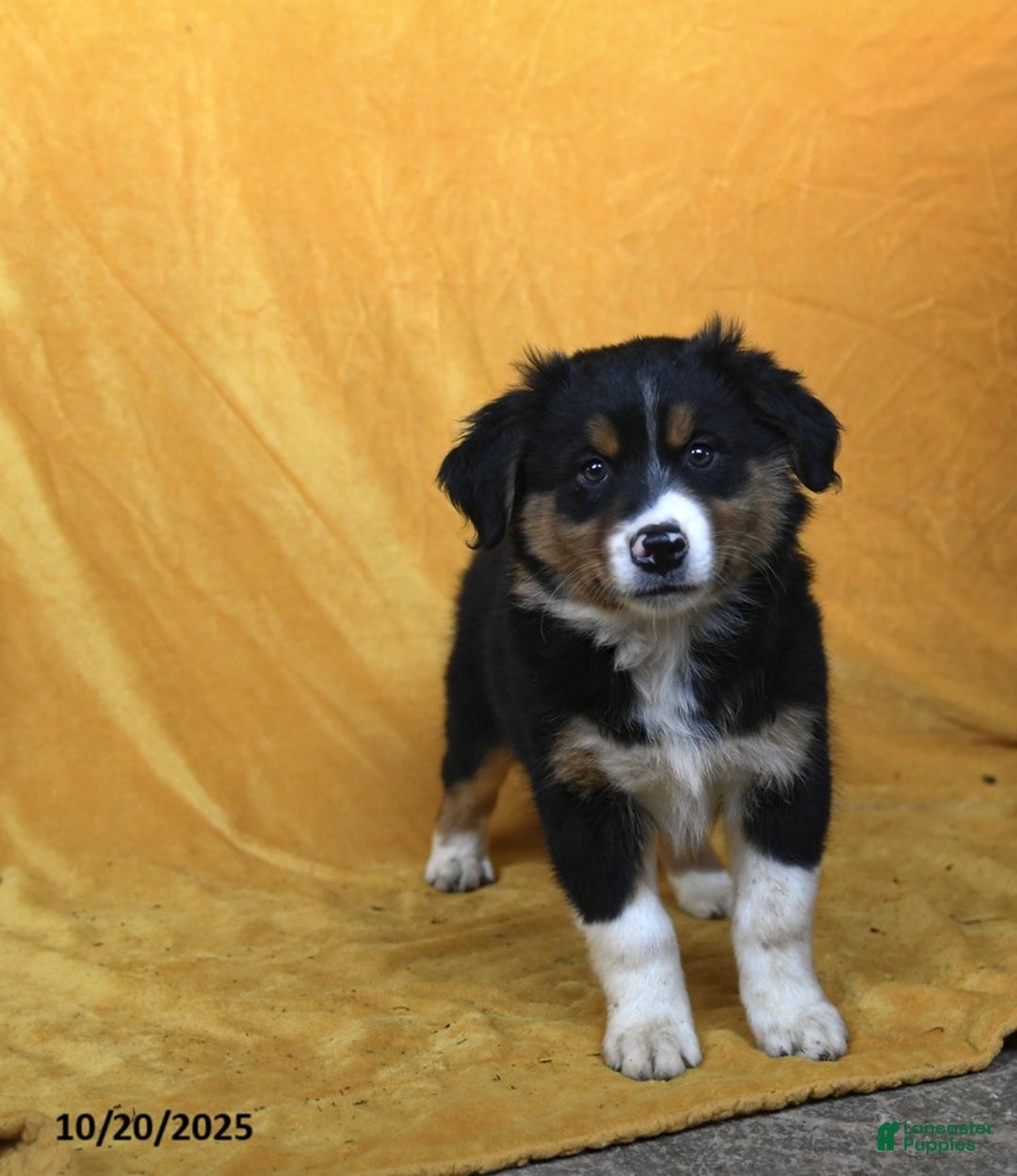 Australian Shepherd dogs for sale: Pixie - Ad 2