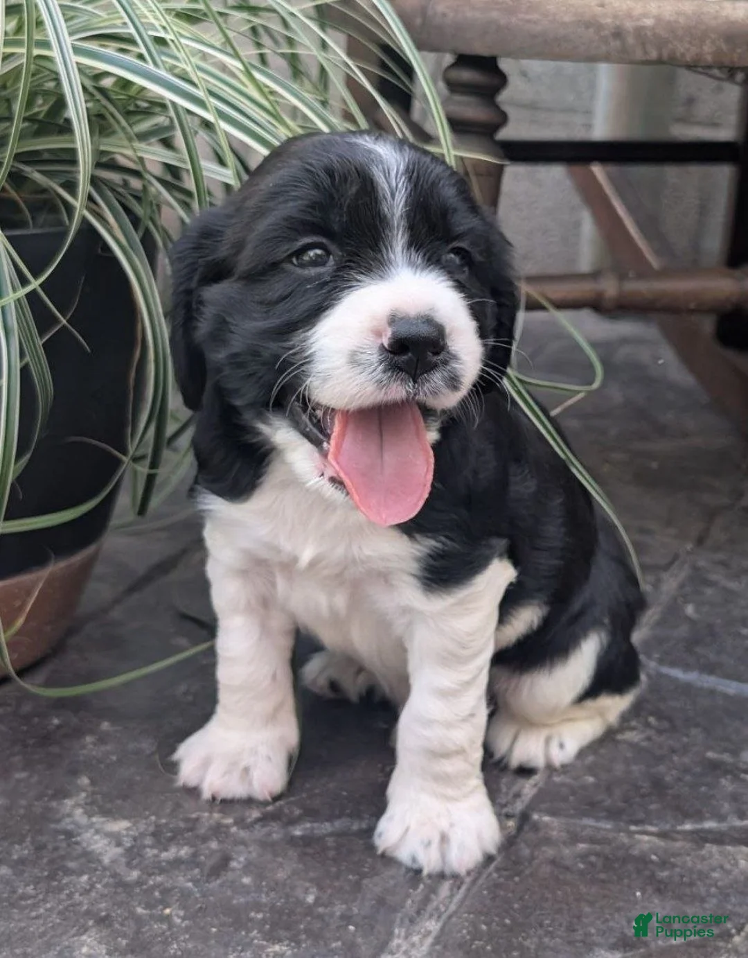 English Springer Spaniel dogs for sale: English Springer Spaniel, Dozer - Ad 2