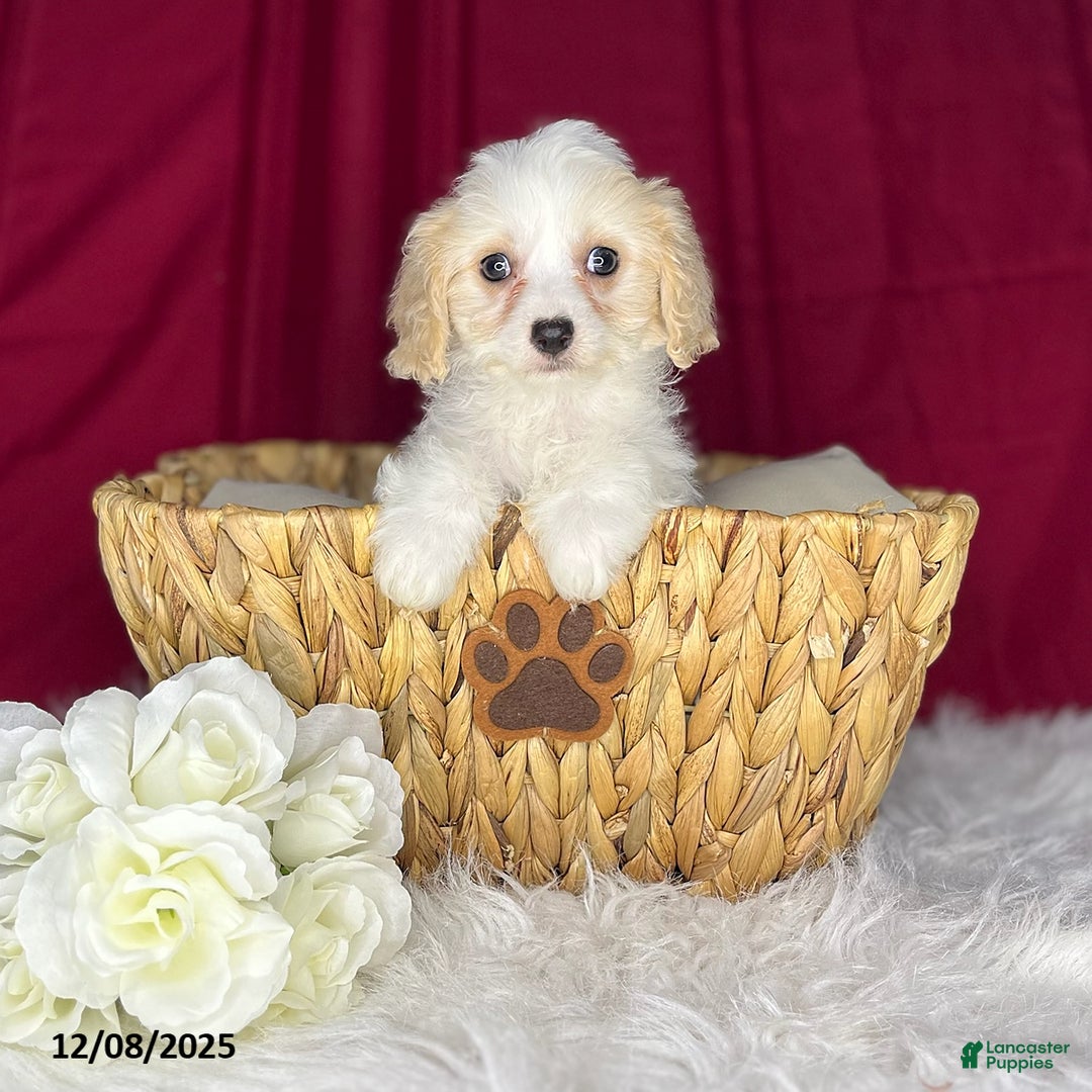 Cavachon dogs for sale: Princess - Ad 1