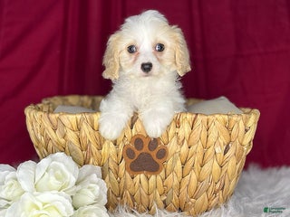 Cavachon dogs Princess - Ad 4