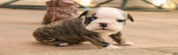 English Bulldog dogs for sale: Queen English Bulldog  - Ad 5