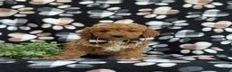 Cockapoo dogs for sale: Nicolas Hypoallergenic - Ad 2