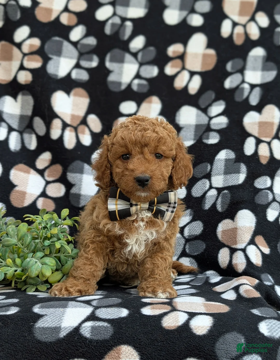Cockapoo dogs for sale: Nicolas Hypoallergenic - Ad 2