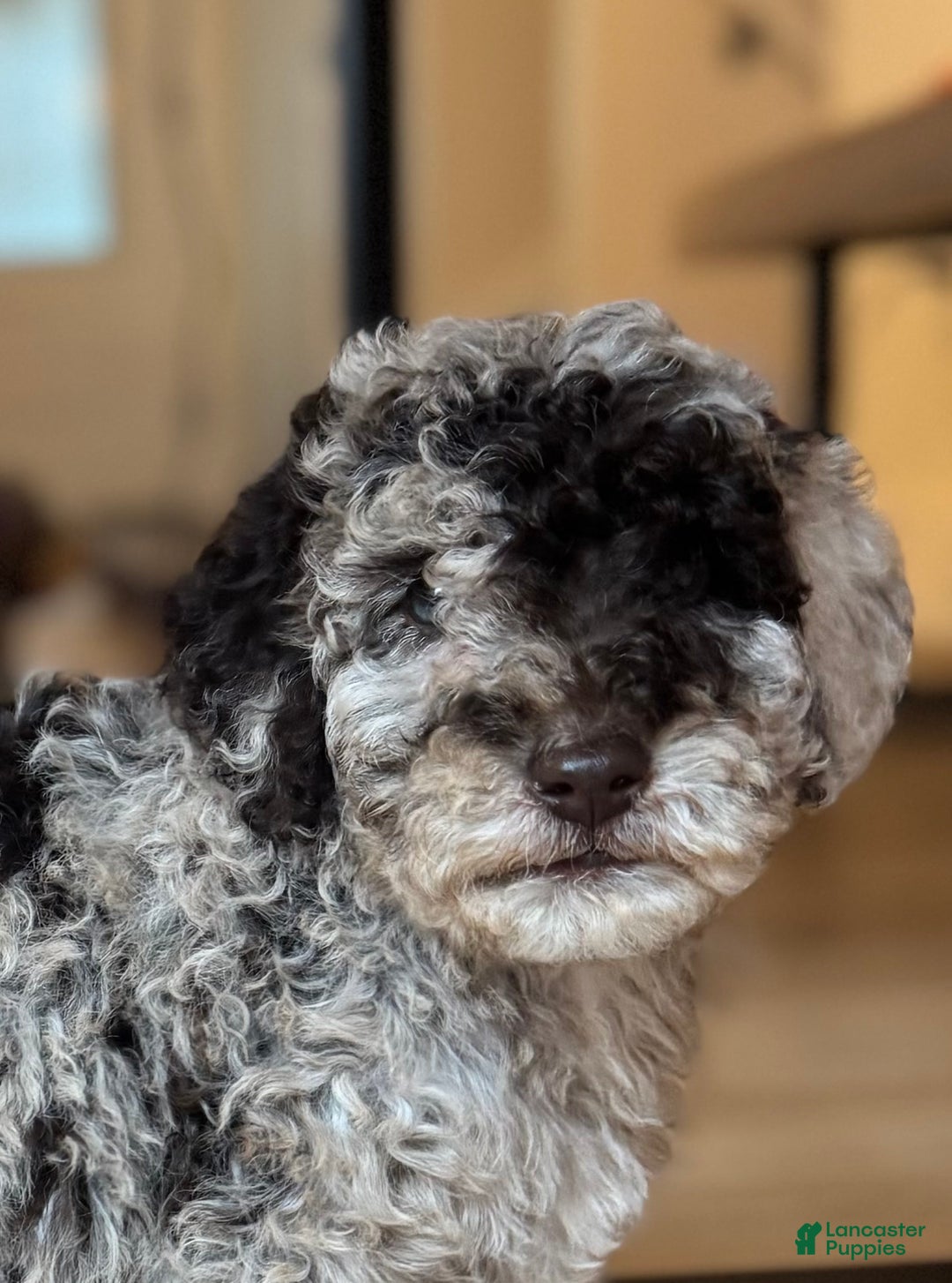 Mini Goldendoodle dogs for sale: Lucy - Ad 1