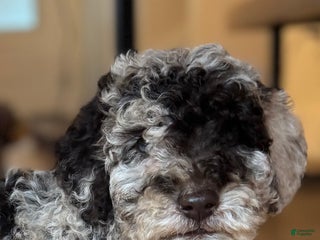 Mini Goldendoodle dogs Lucy - Ad 14