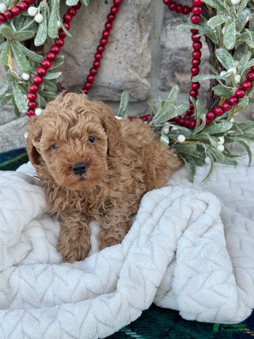 Toy Poodle dogs for sale: Trotter - Ad 2