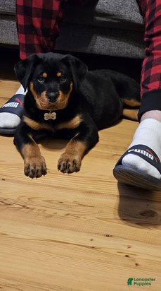 Rottweiler dogs Light Pink Girl - Ad 1