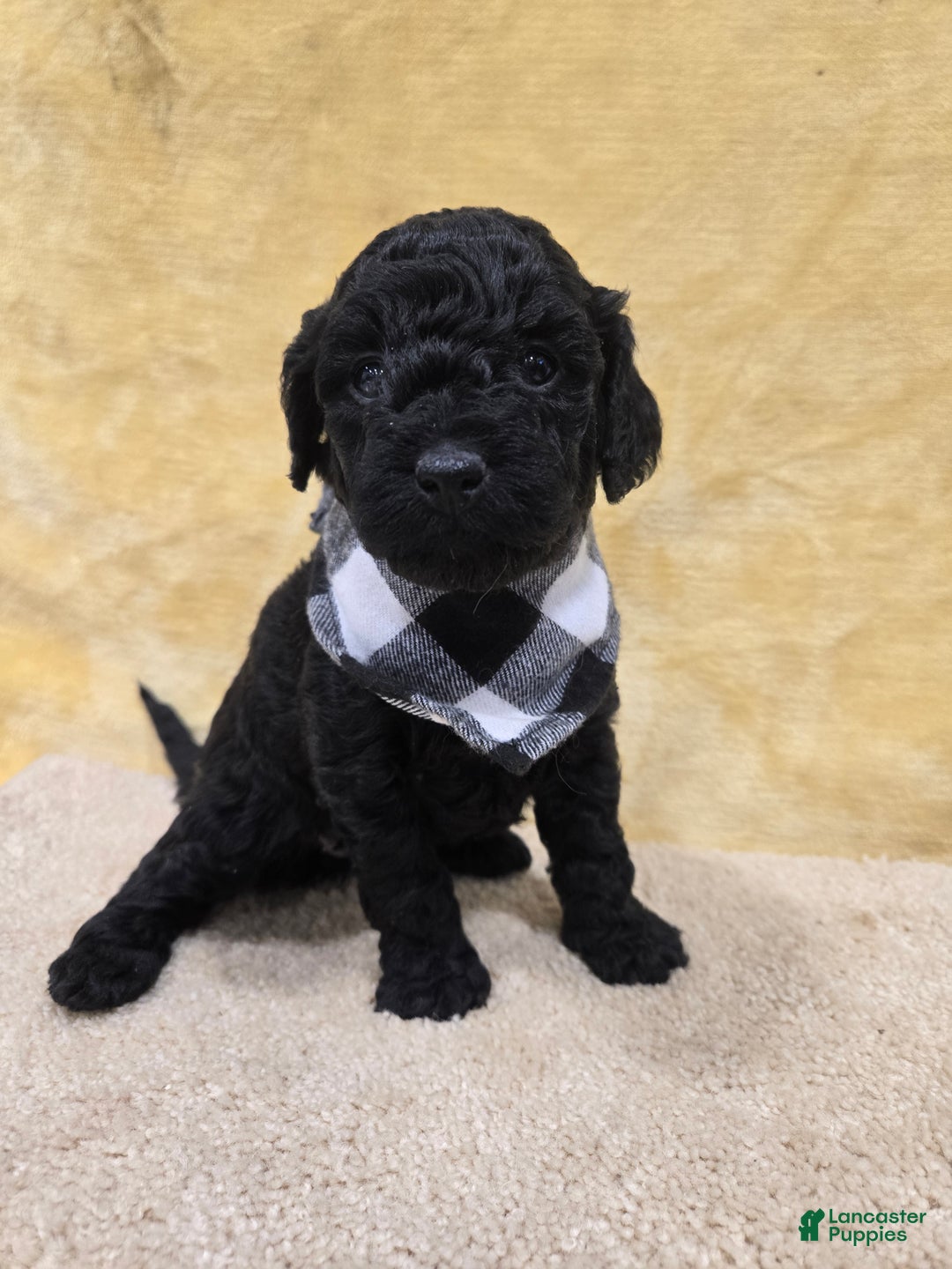 Mini Goldendoodle dogs for sale: Paisley  - Ad 3